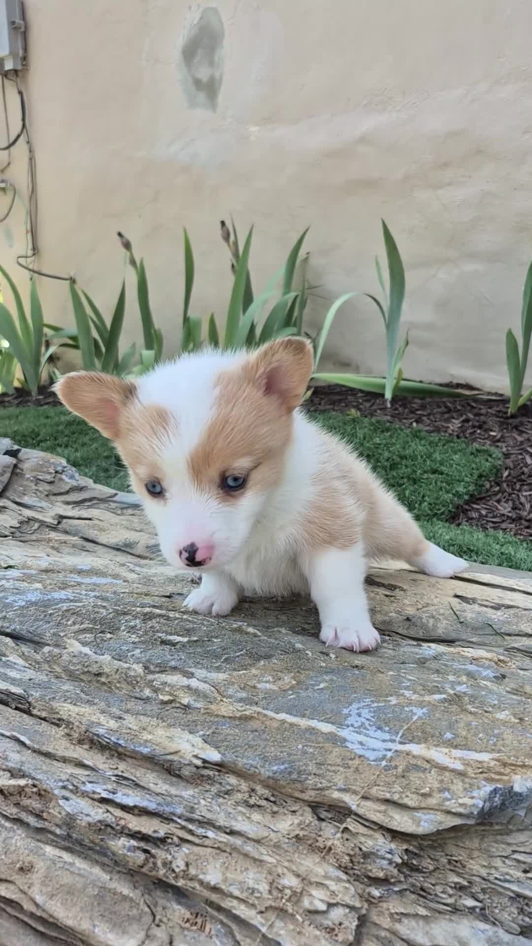 Welsh Corgi Pembroke dogs for sale: Blue - Video 1