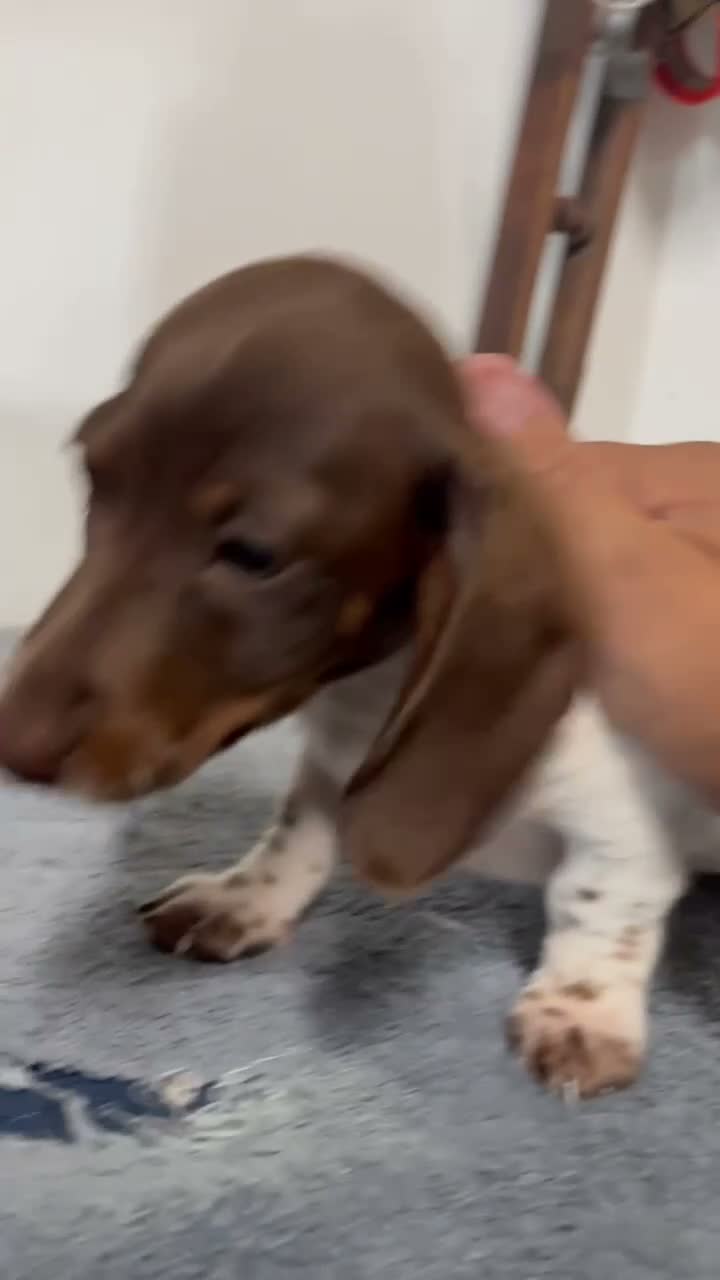 Miniature Dachshund dogs for sale: Nellie - Video 1