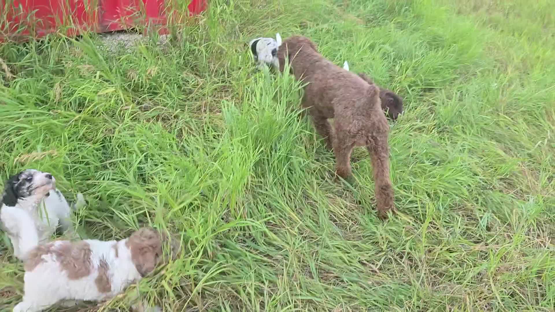 Newfypoo dogs for sale: Starry - Video 1