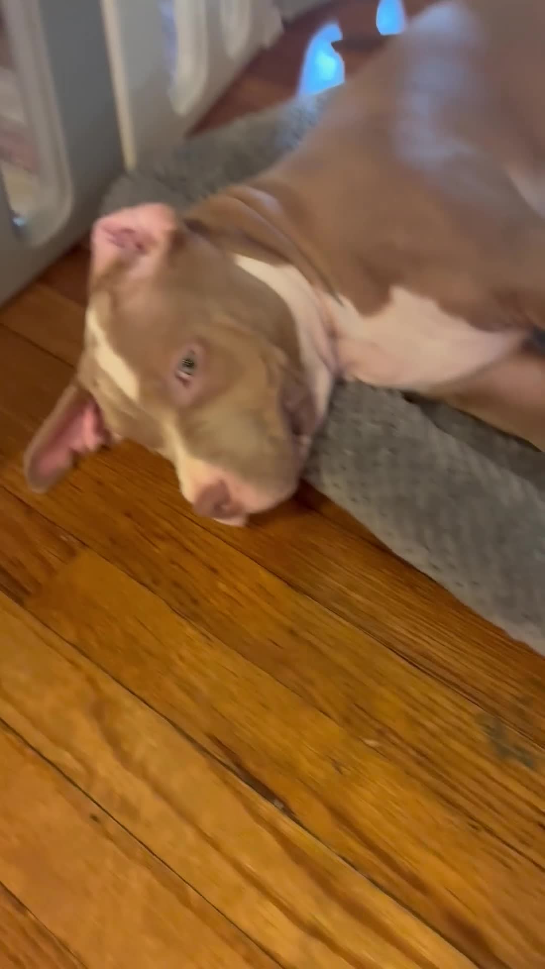 American Bully dogs for sale: Phantom  - Video 6