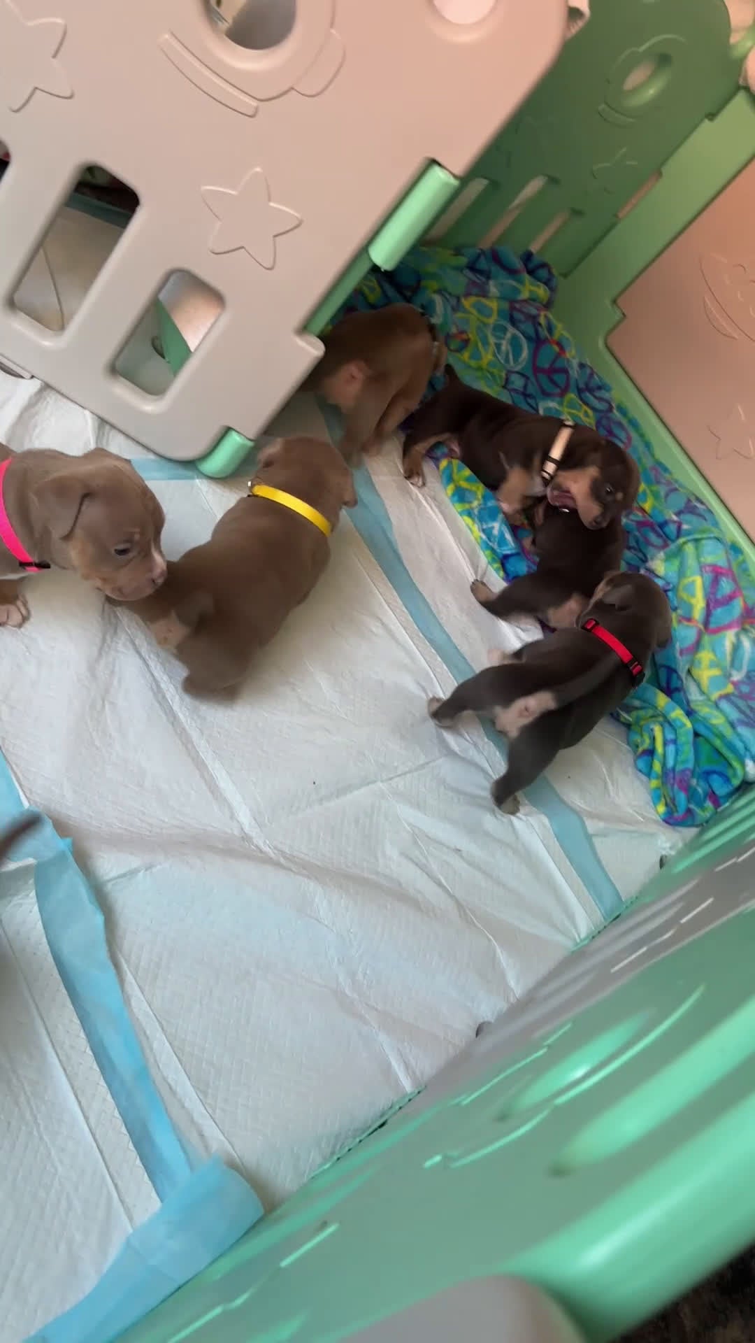 American Bully dogs for sale: American Bully Puppy 7 - Video 2