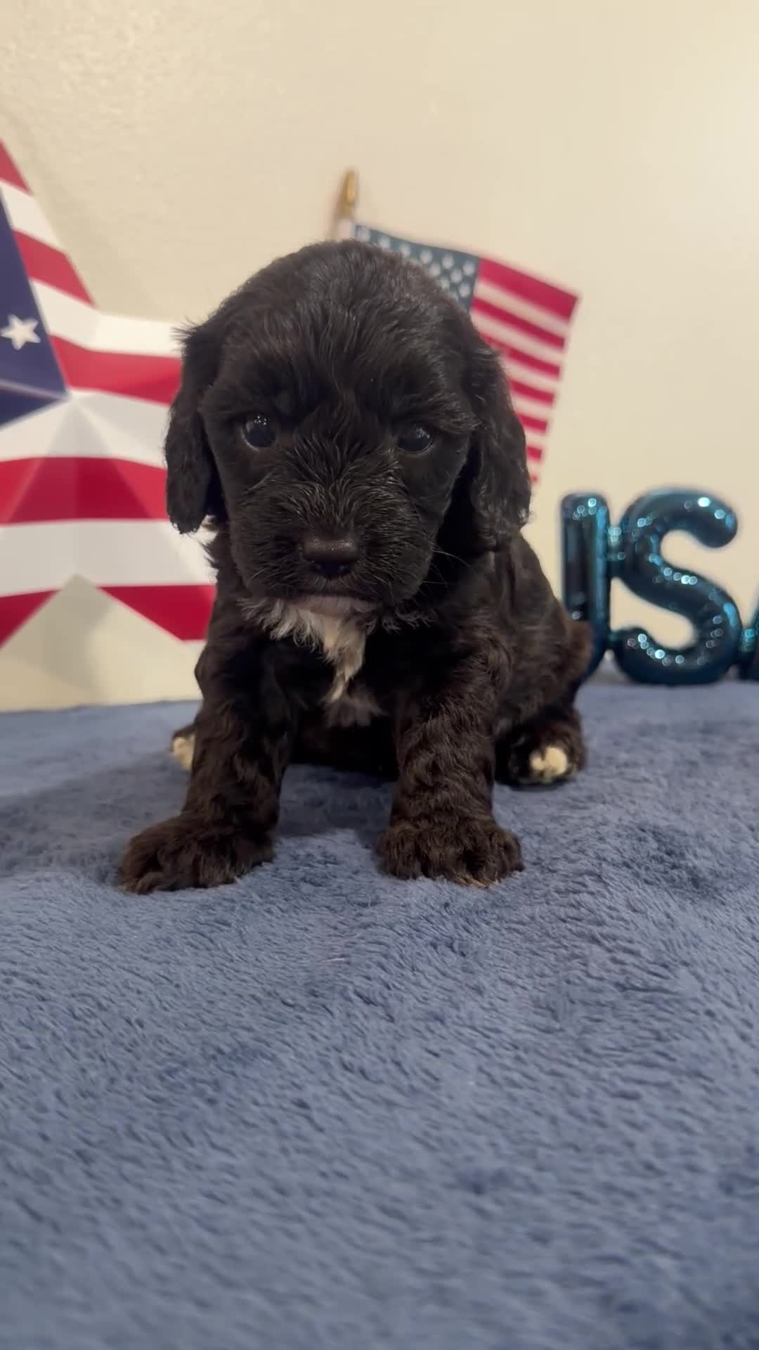 Cavapoo dogs for sale: Rocket - Video 1