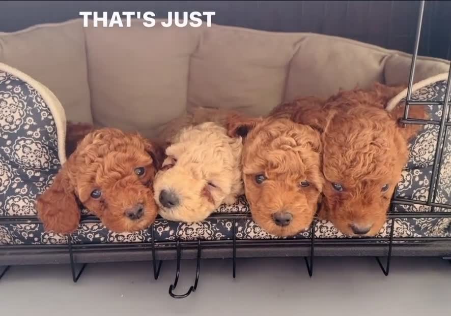 Mini Goldendoodle dogs for sale: Rory - Video 2