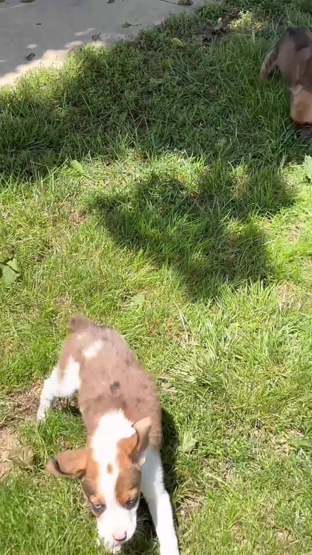 Mixed Breed dogs for sale: Stryker - Video 4