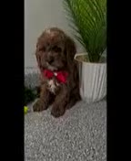 Cavapoo dogs for sale: Maxwell  - Video 1