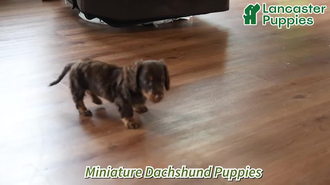 Miniature Dachshund dogs for sale: Charlie - Video 1