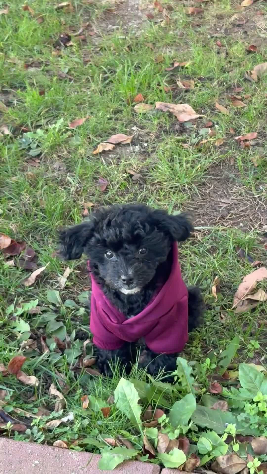 Yorkiepoo dogs for sale: Lisa - Video 1