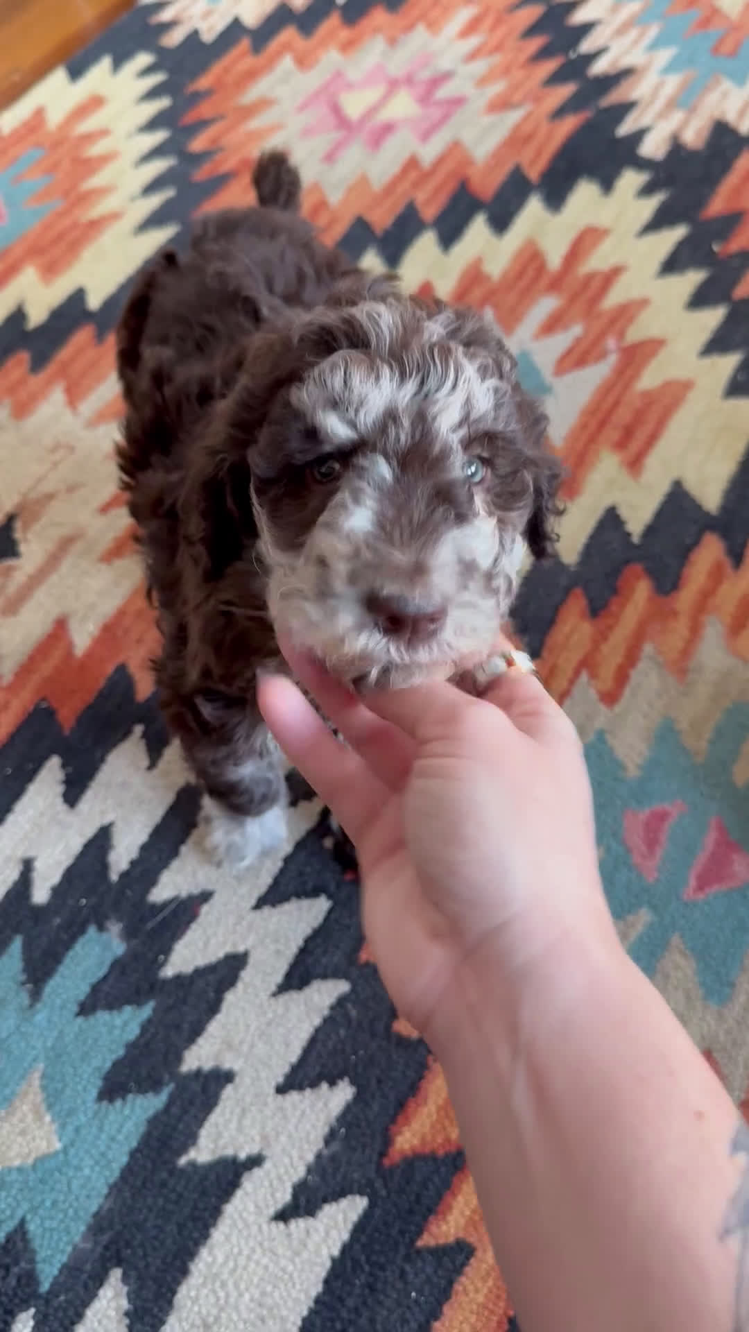 Mixed Breed dogs for sale: Pearl - Video 1