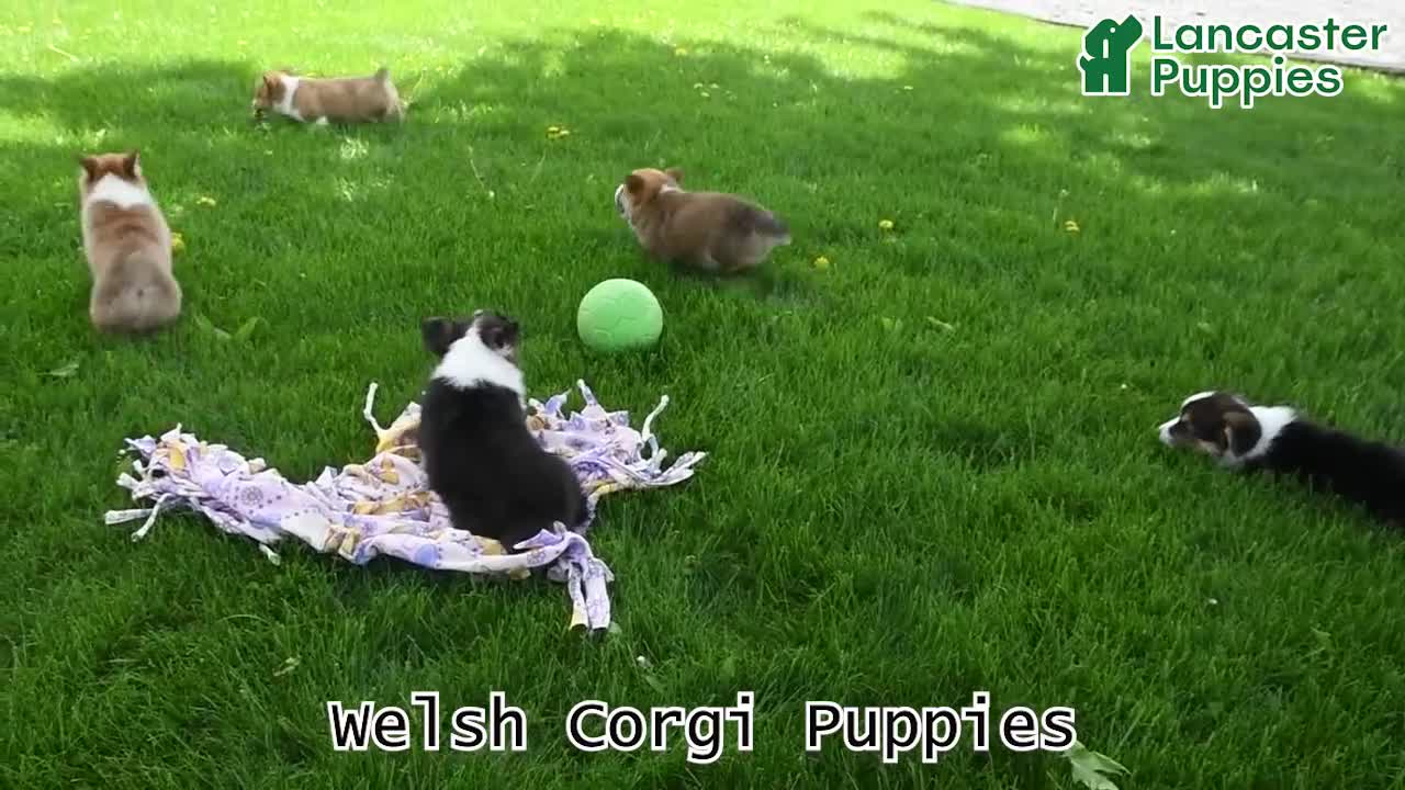 Welsh Corgi Pembroke dogs for sale: Violet - Video 1