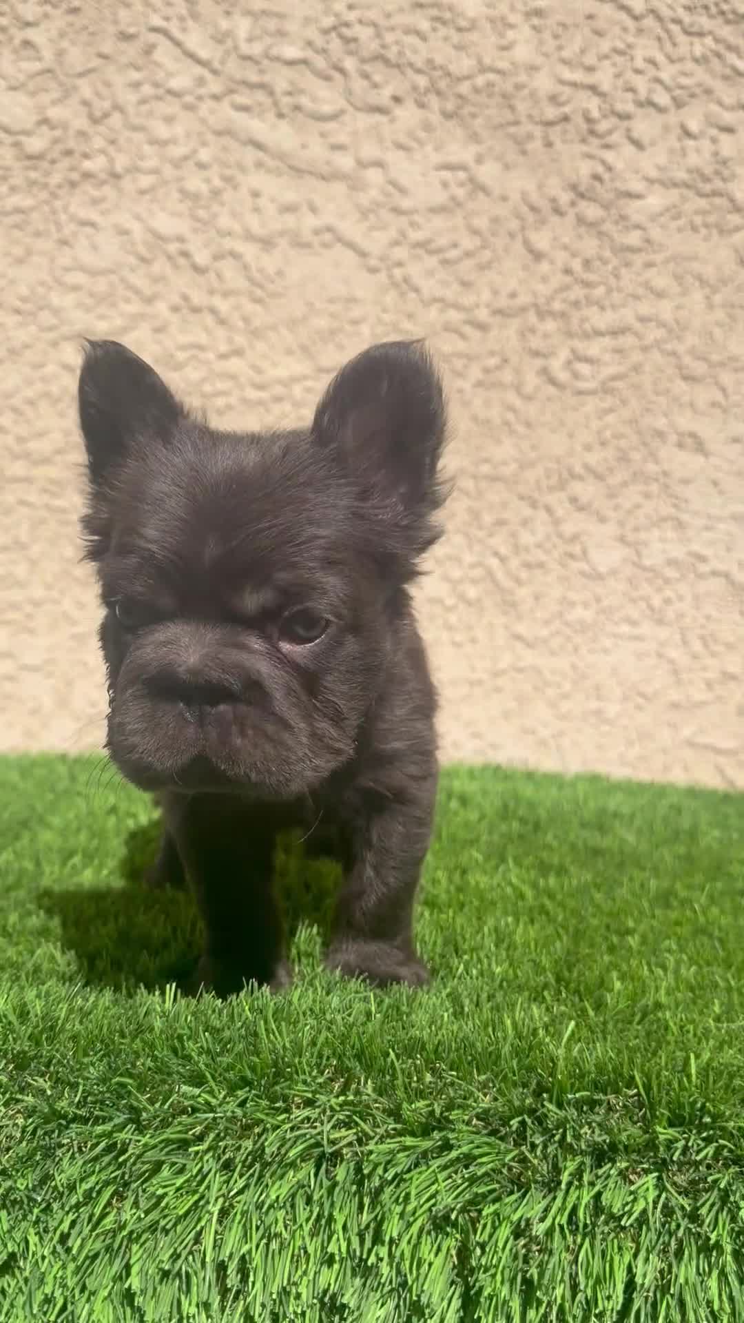 French Bulldog dogs for sale: French Bulldog Puppy 3 - Video 1