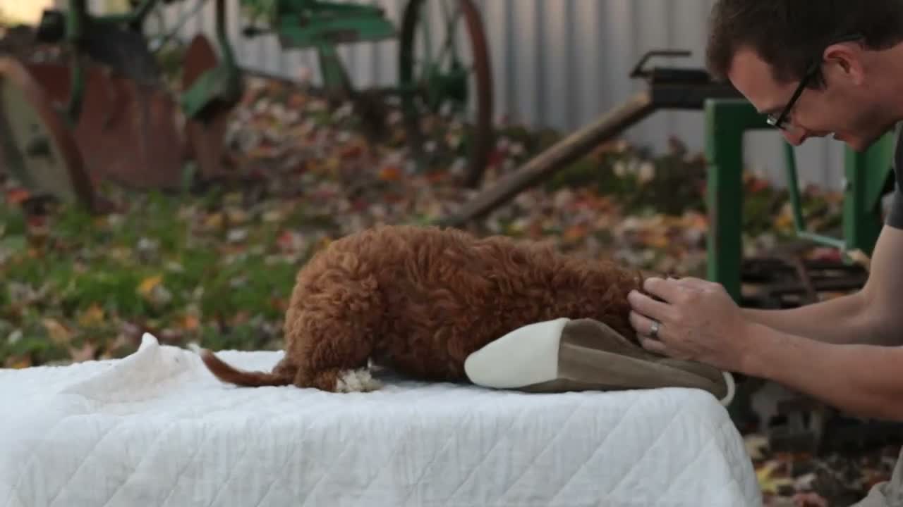Cavapoo dogs for sale: Rory Cavapoo  - Video 1