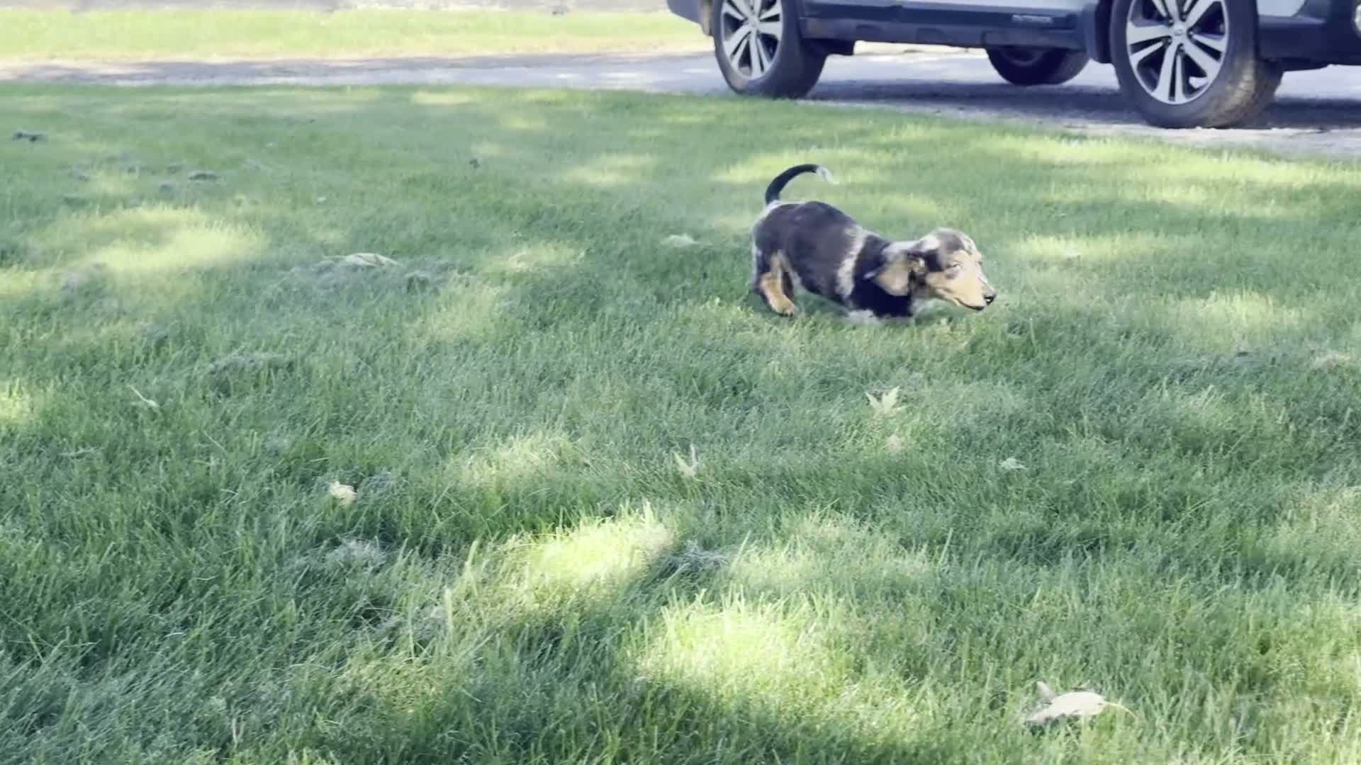 Dachshund dogs for sale: Dominic - Video 1