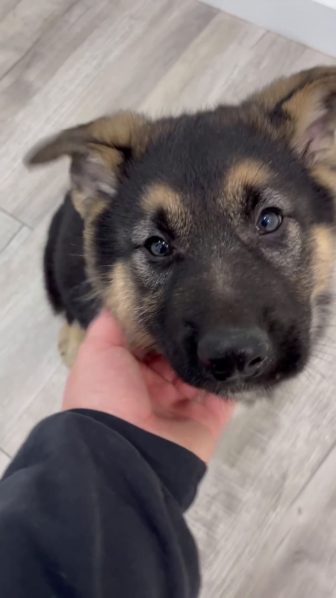 German Shepherd dogs for sale: Amos - Video 1