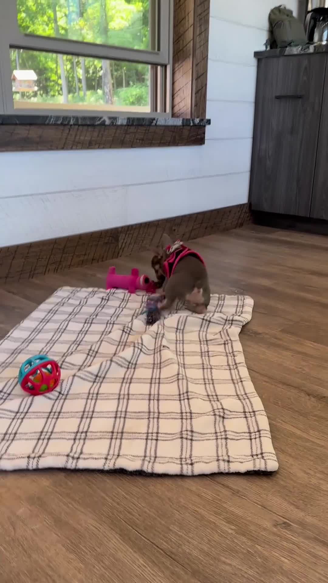 French Bulldog dogs for sale: Jade - Video 1
