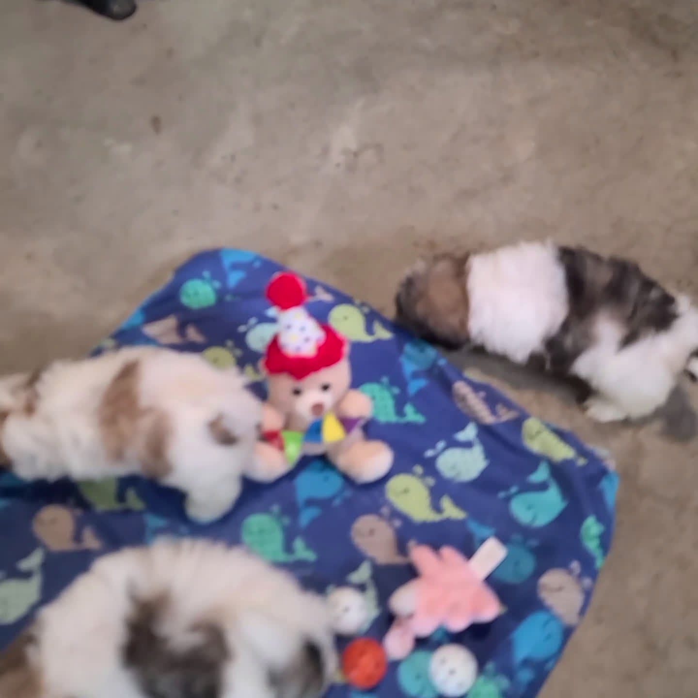 Shih Tzu dogs for sale: Davy - Video 1