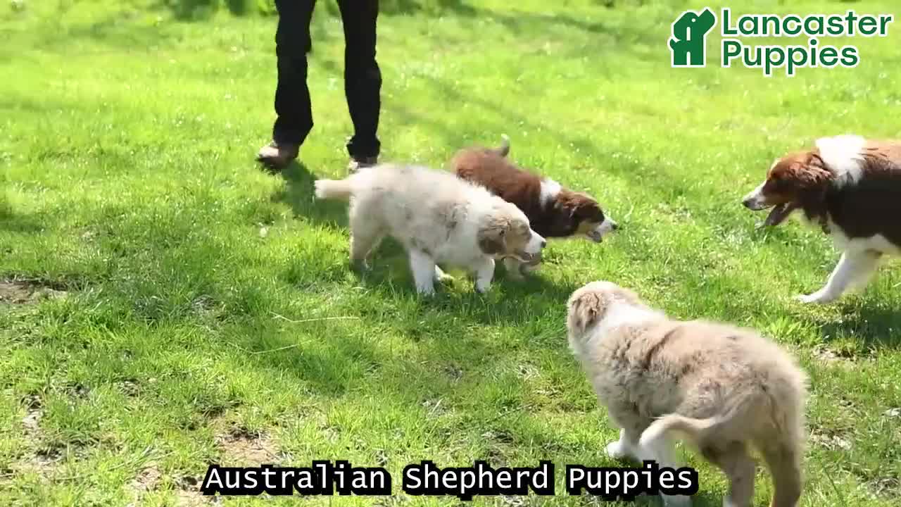 Australian Shepherd dogs for sale: Alex  - Video 1