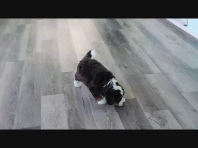 Mini Bernedoodle dogs for sale: Benson - Video 1