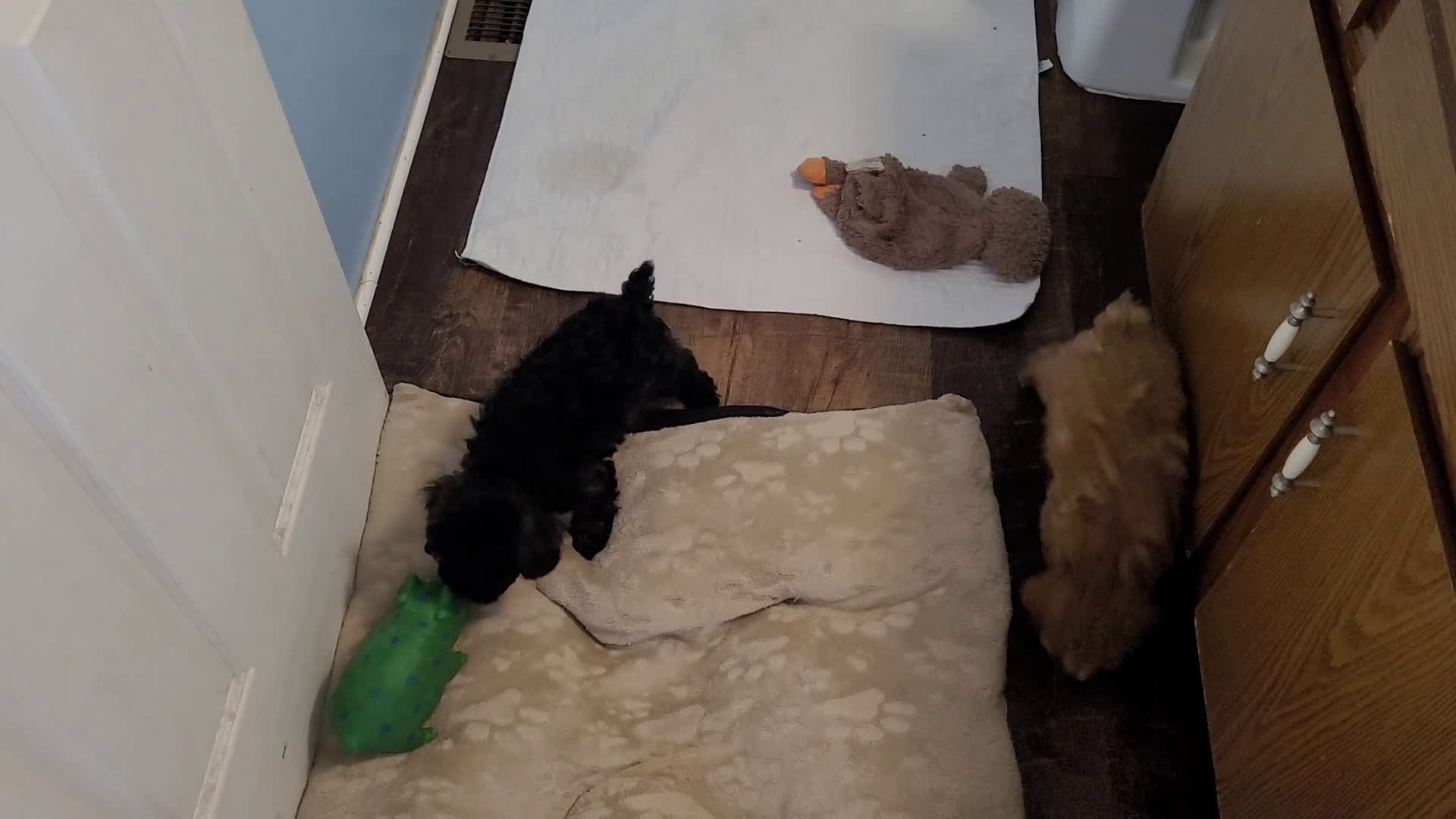 Toy Poodle dogs for sale: Toy Poodle Puppy 1 - Video 2