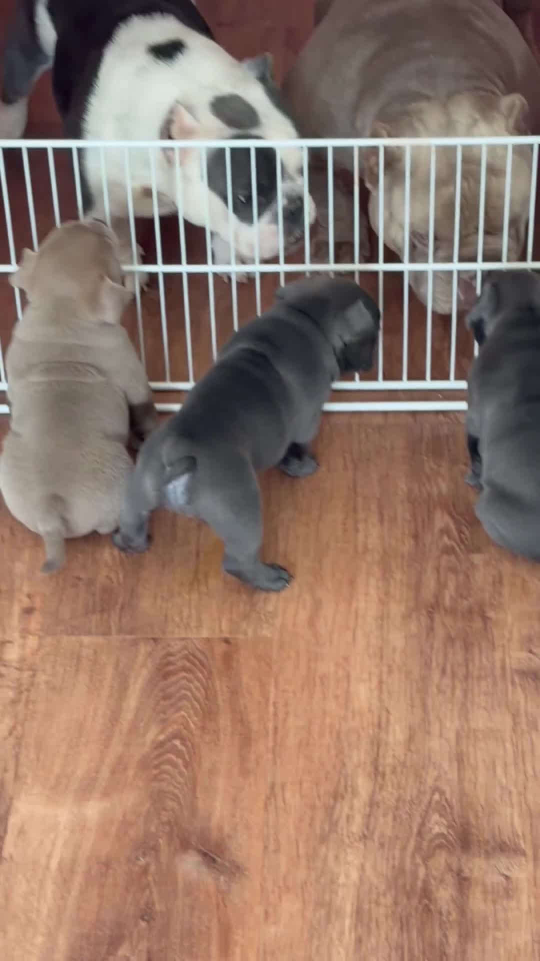 American Bulldog dogs for sale: American Bulldog 1 - Video 1