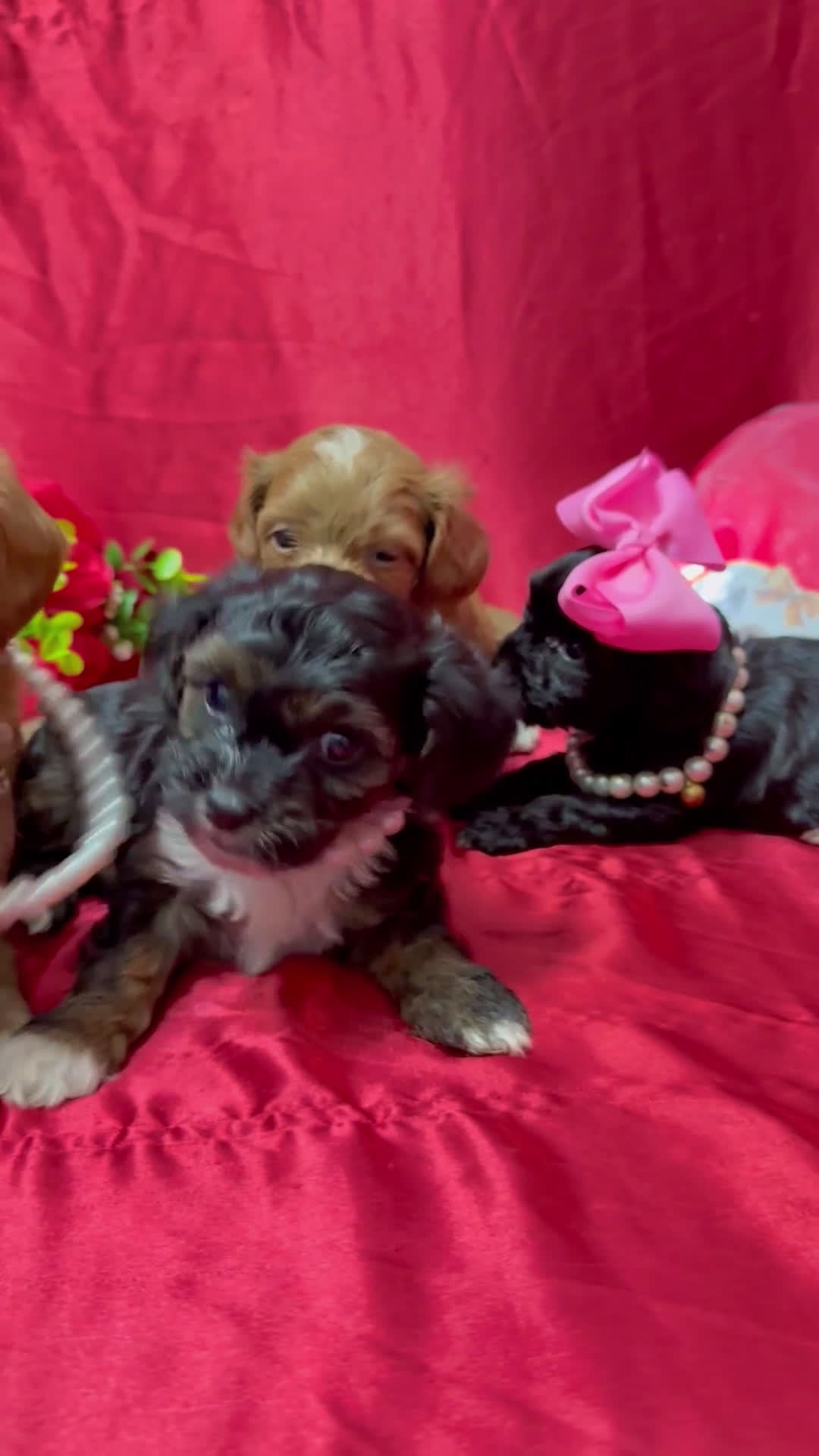 Yorkiepoo dogs for sale: York - Video 4