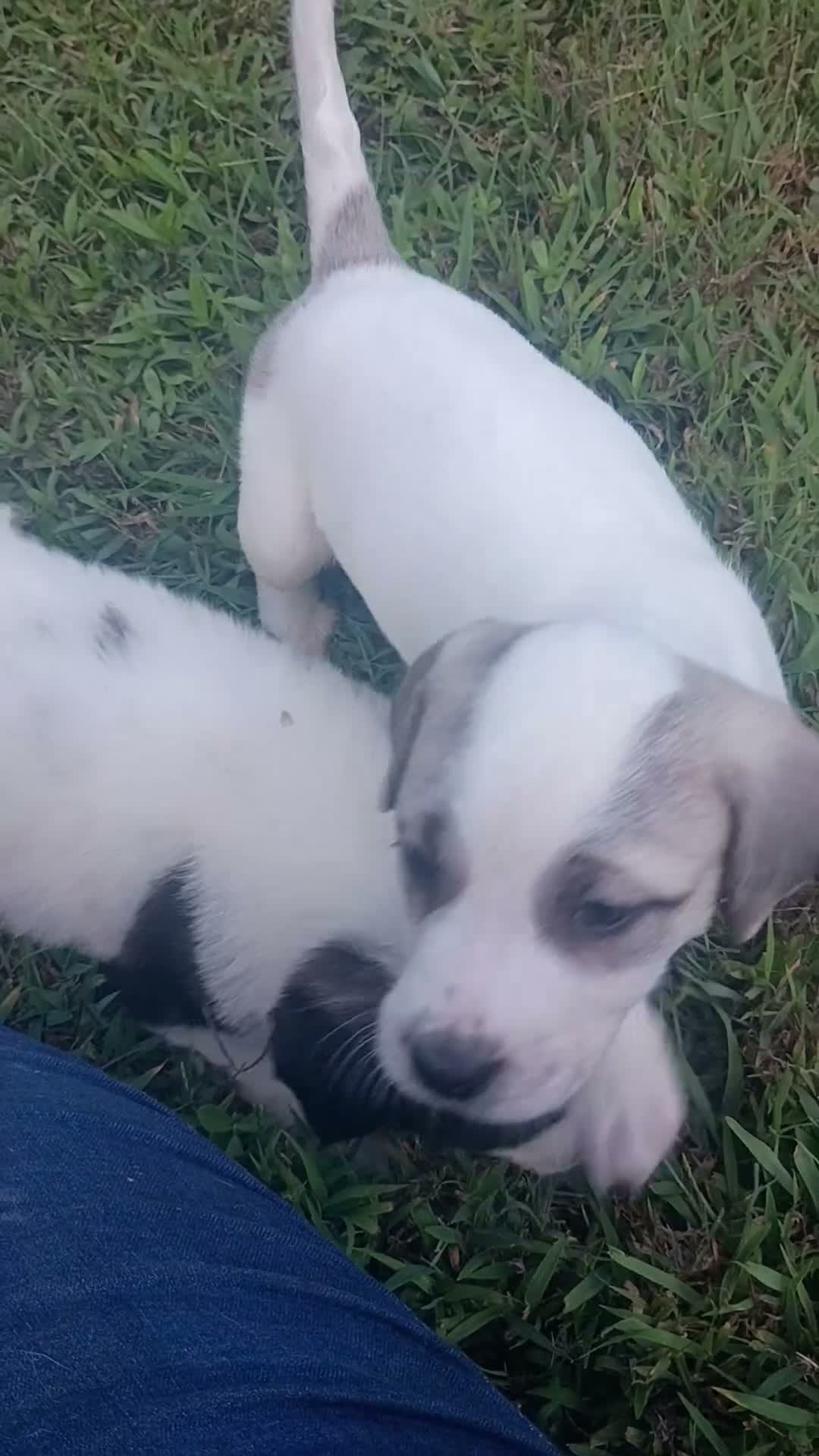 Mixed Breed dogs for sale: Zevlor - Video 4