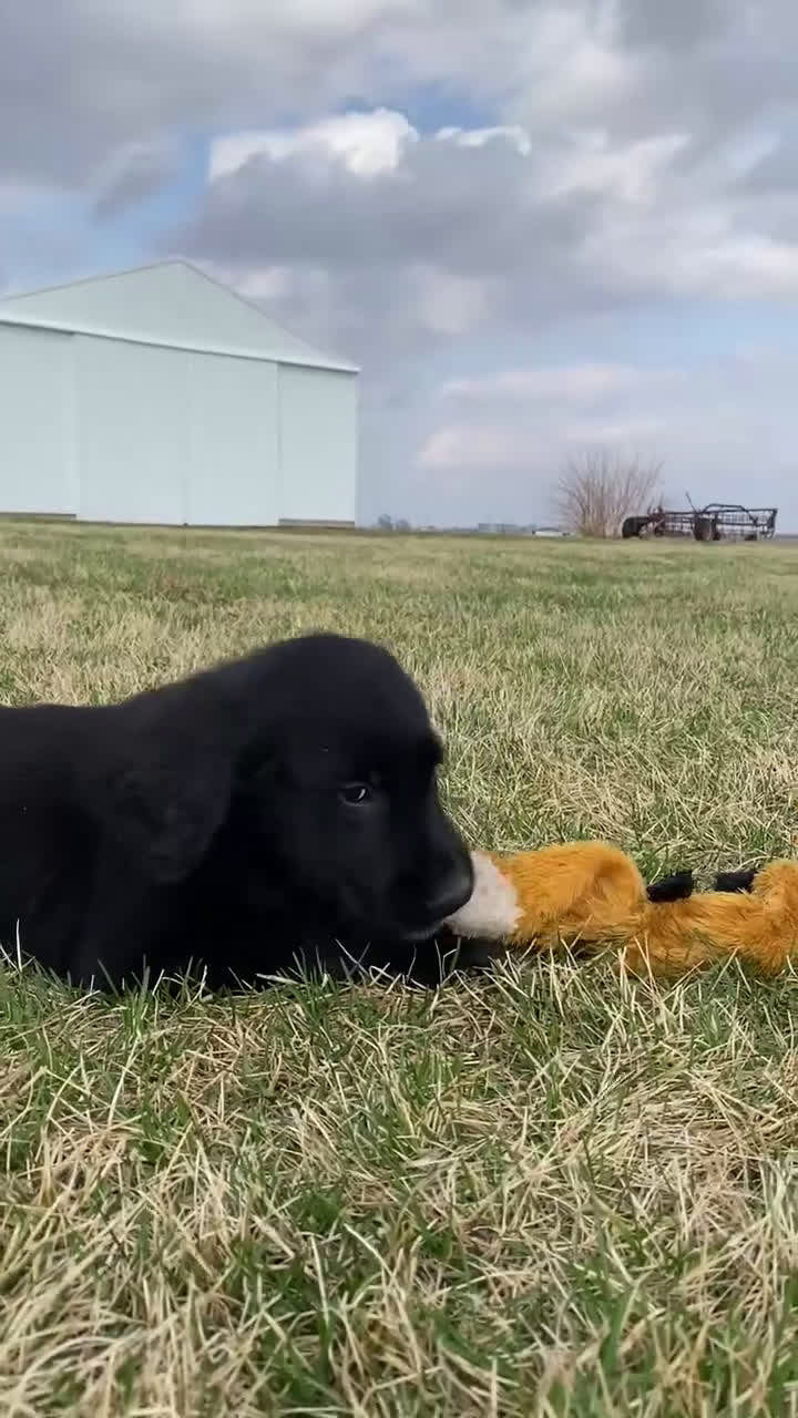 Mixed Breed dogs for sale: Max - Video 1