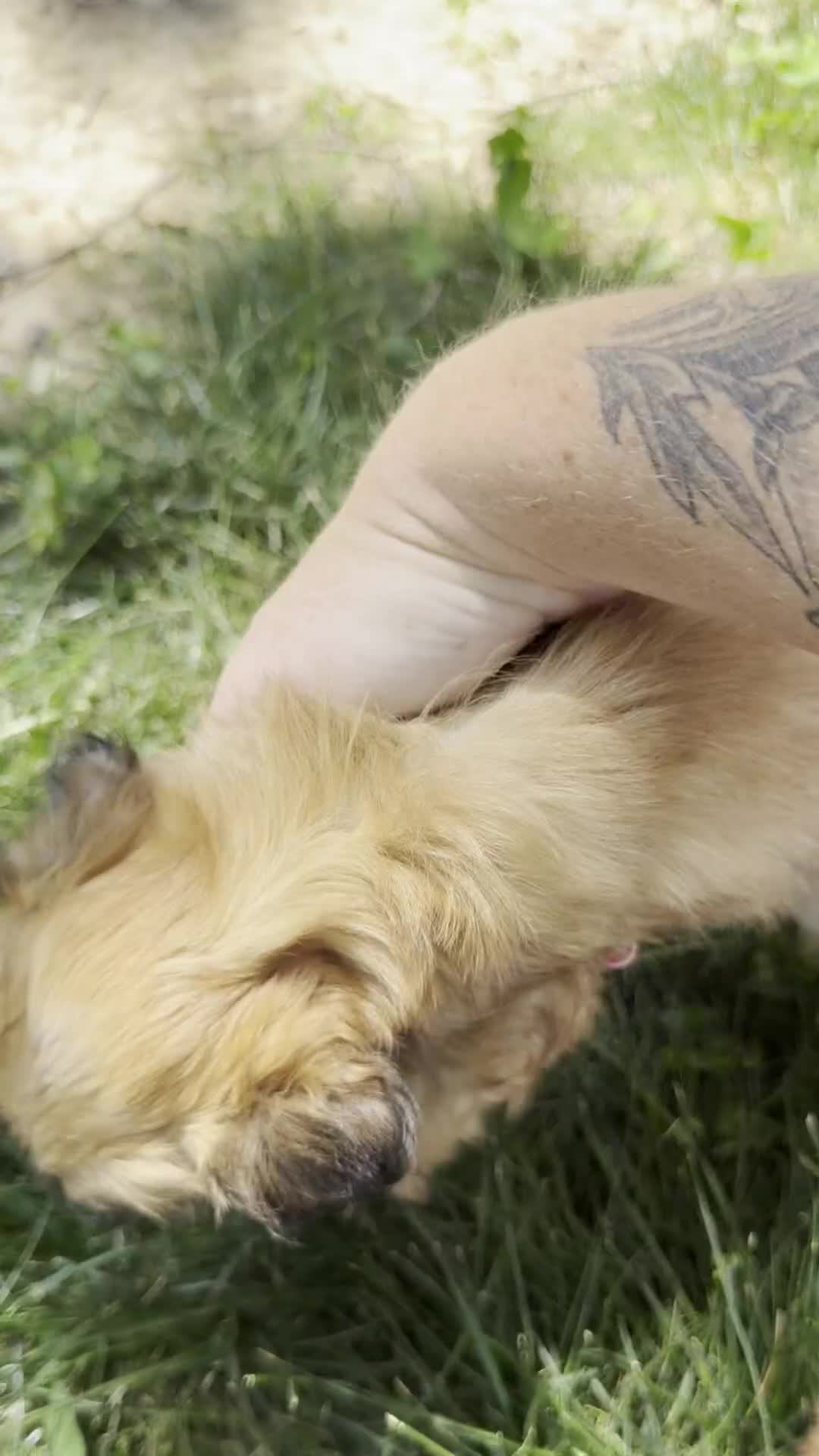 Mixed Breed dogs for sale: Millie - Video 1