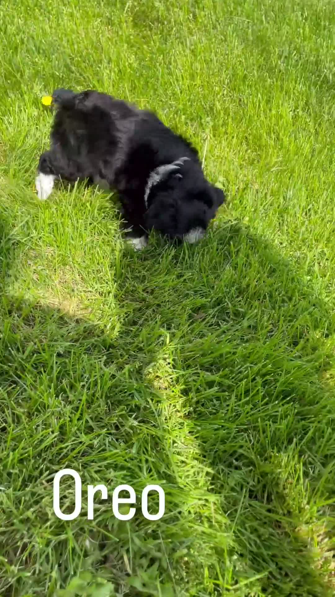 Mini Aussiedoodle dogs for sale: Oreo - Video 1