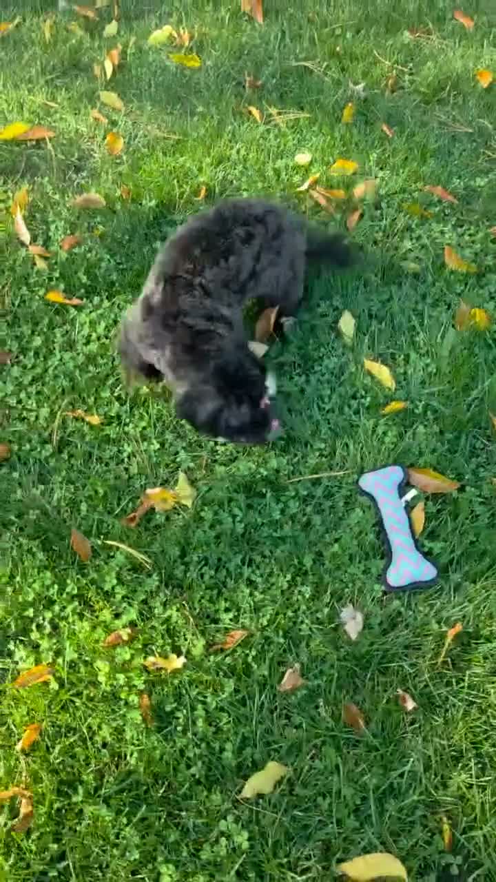 Shihpoo dogs for sale: Charlie Lee - Video 1