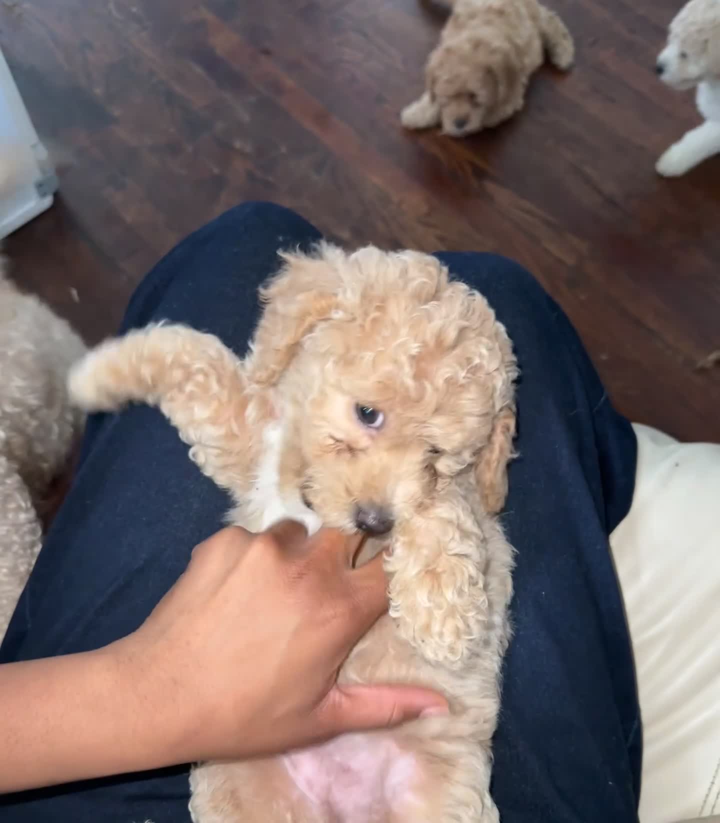 Havapoo dogs for sale: Tan - Video 1