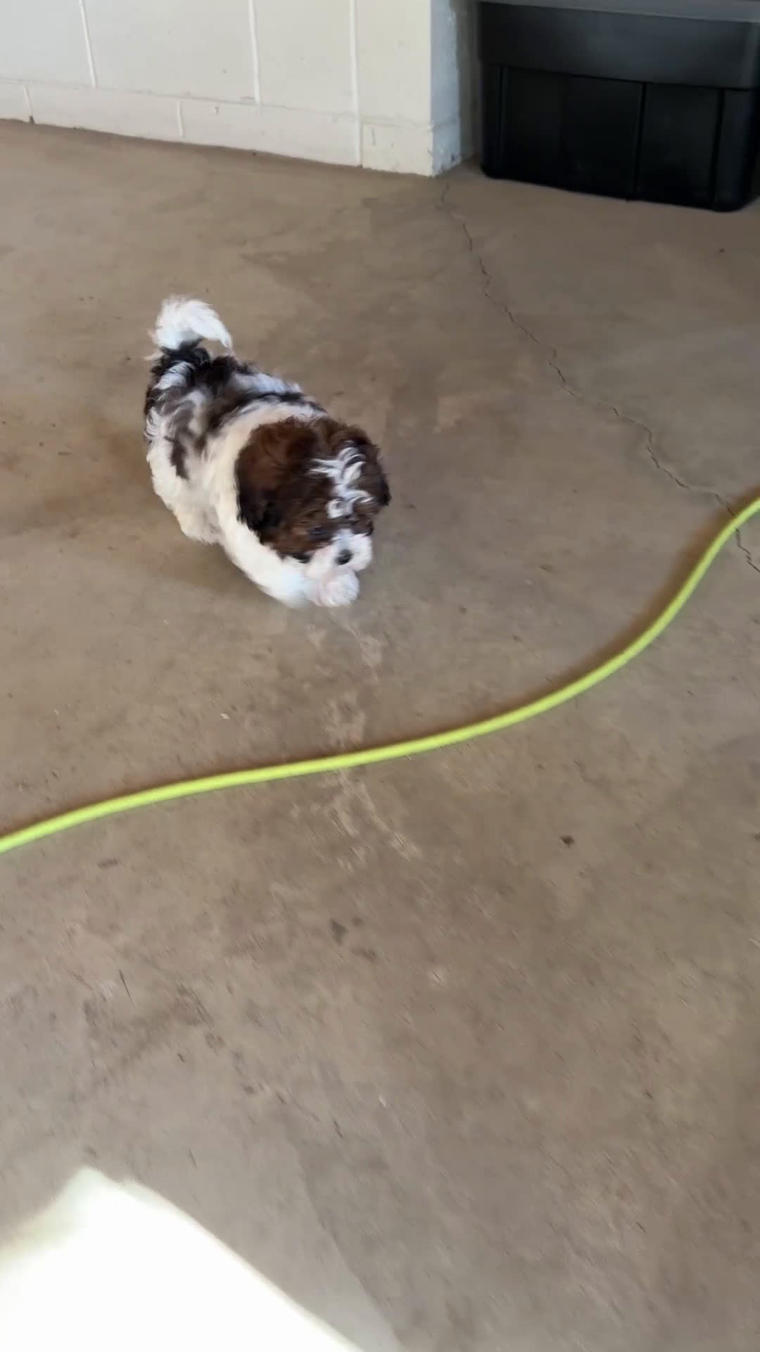 Shihpoo dogs for sale: Rocky - Video 1