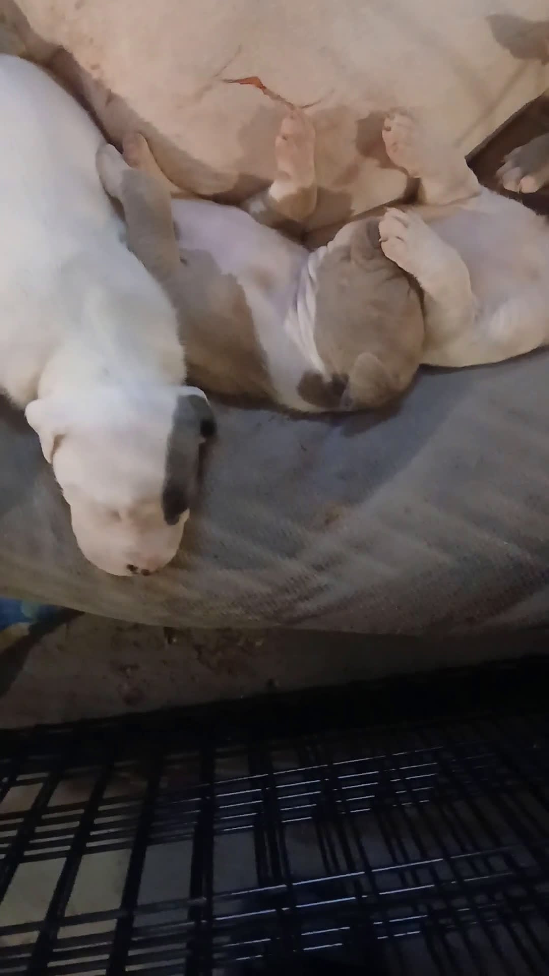 Mixed Breed dogs for sale: Mixed Breed Puppy 3 - Video 1