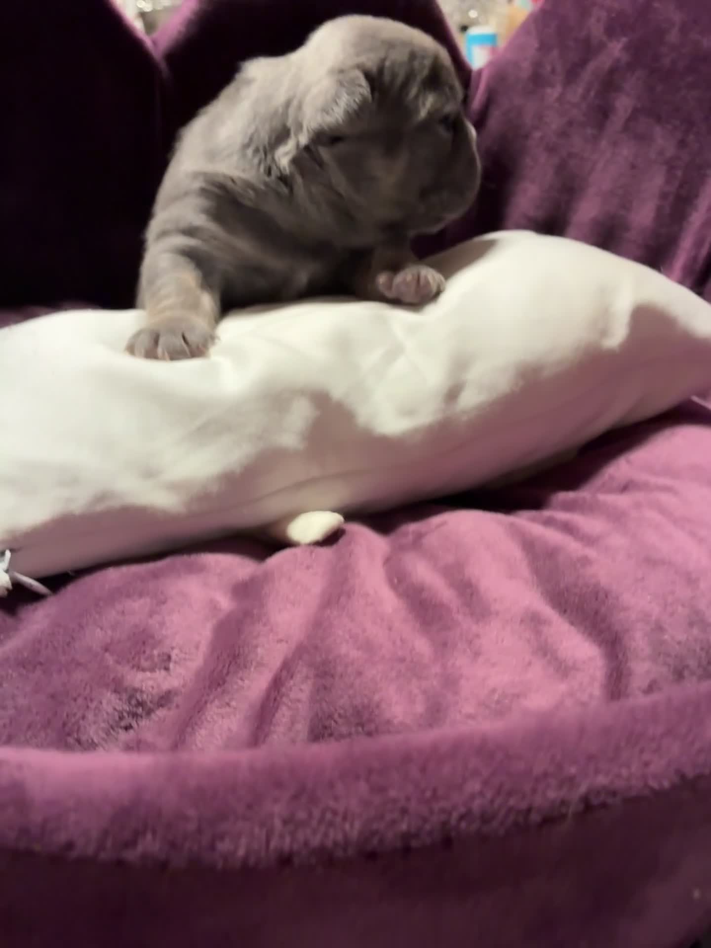 French Bulldog dogs for sale: Da Vinci lilac french bulldog - Video 1