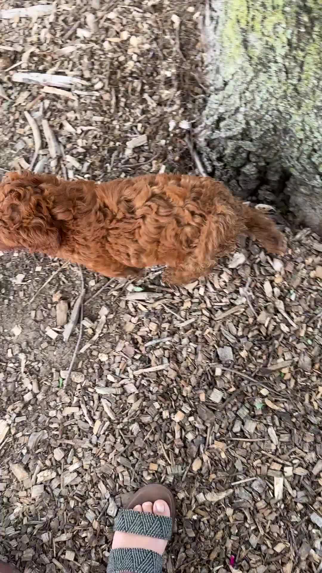 Mini Goldendoodle dogs for sale: Cookie - Video 1