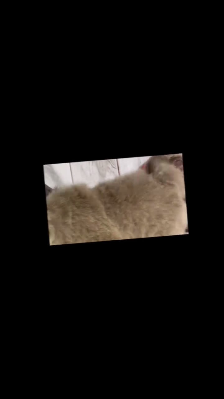 Pekingese dogs for sale: AKC DNA OFA Buddy lilac - Video 2