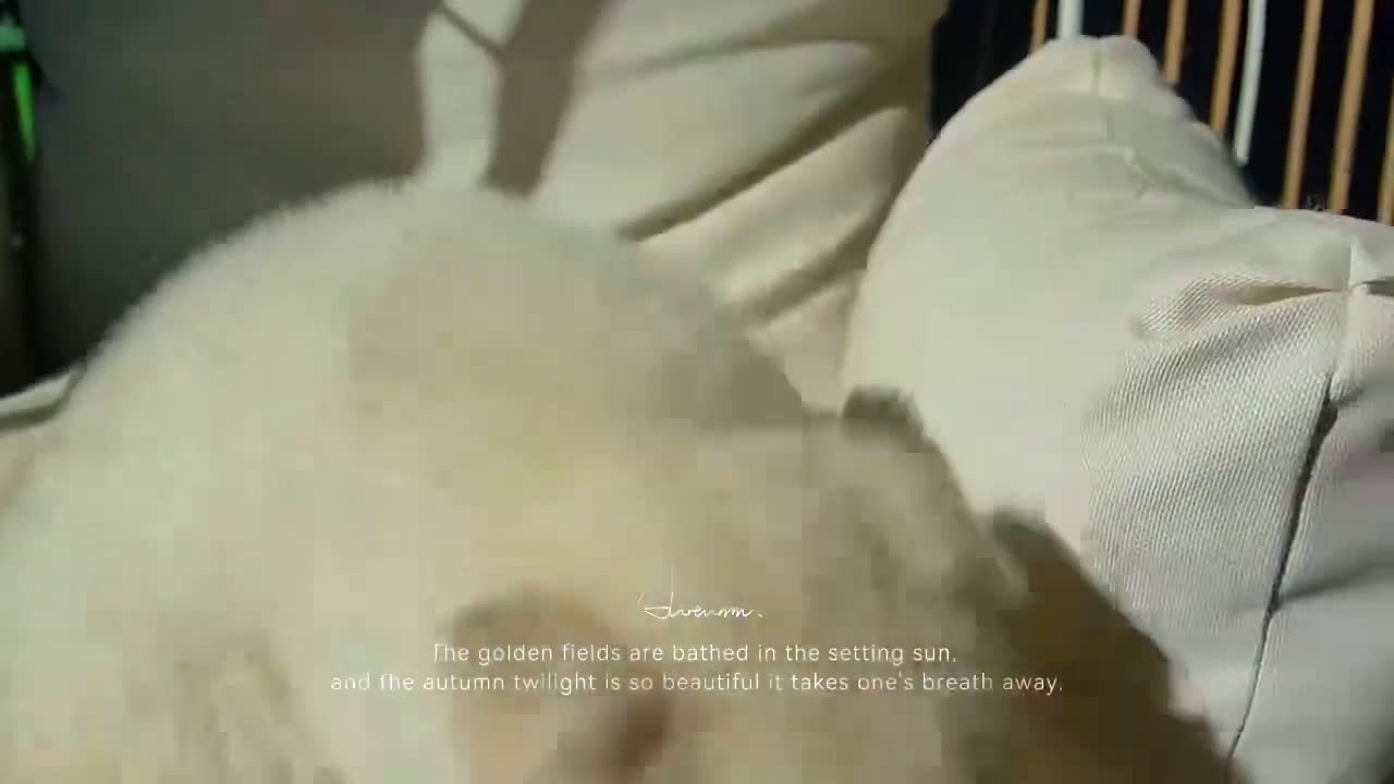 Alaskan Malamute dogs for sale: Melon - Video 1