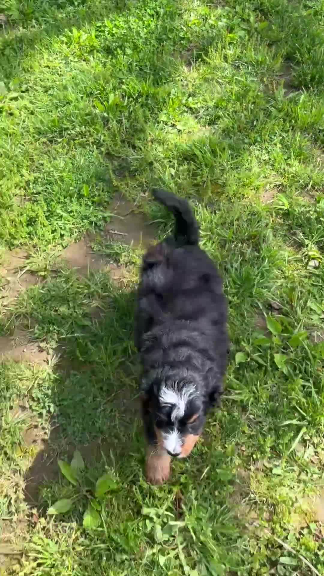 Mini Bernedoodle dogs for sale: Benji - Video 1