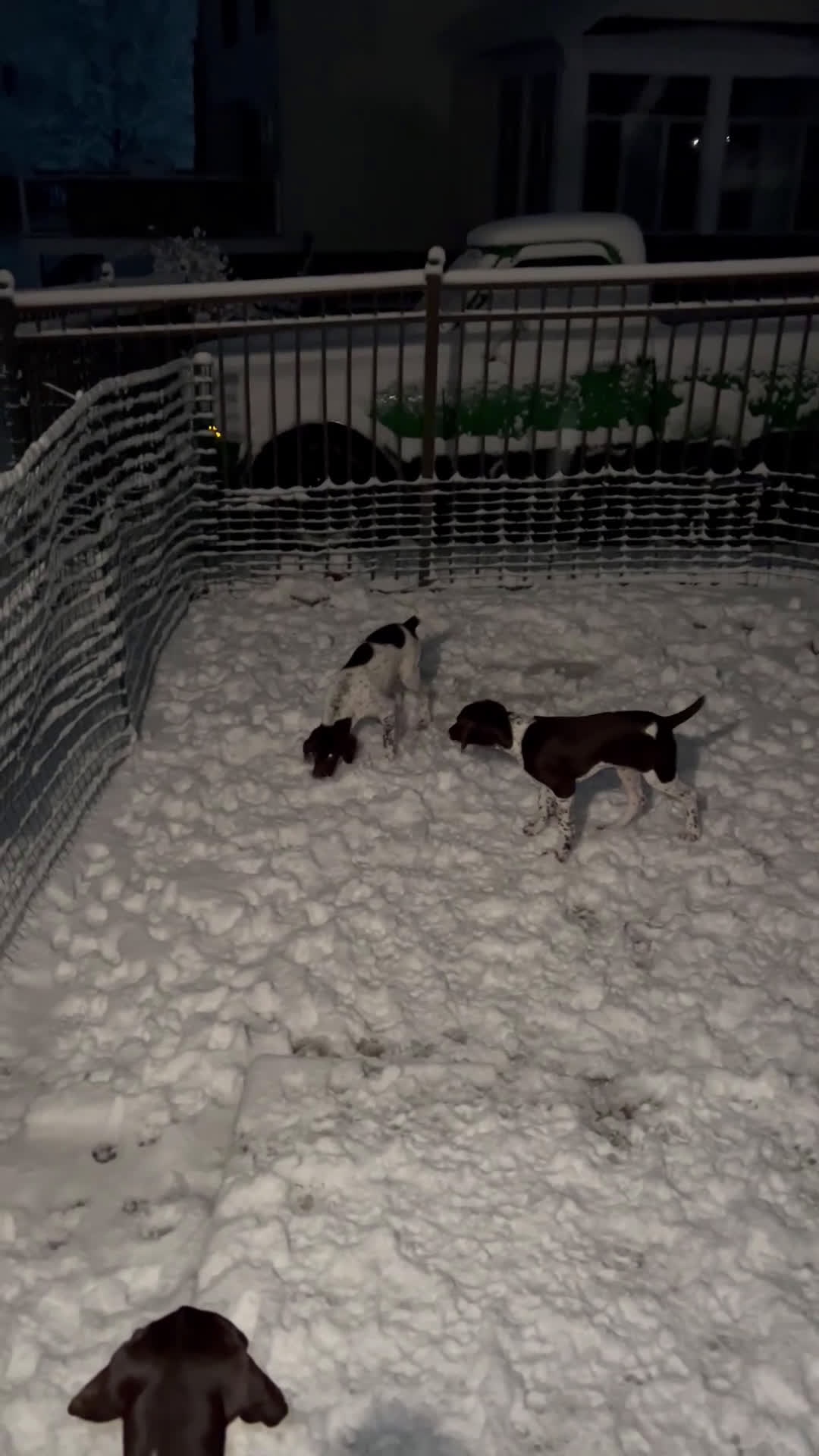 German Shorthaired Pointer dogs for sale: German Shorthaired Pointer Puppy 2 - Video 1