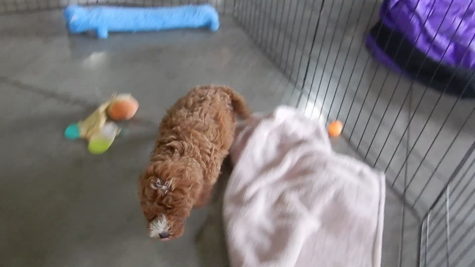 Mini Goldendoodle dogs for sale: Nemo - Video 1