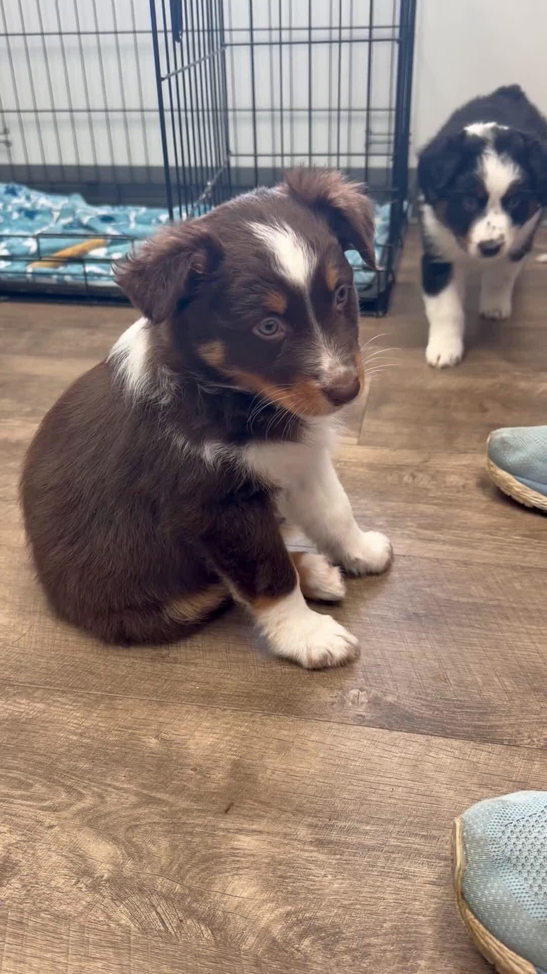 Australian Shepherd dogs for sale: Australian Shepherd Puppy 3 - Video 2