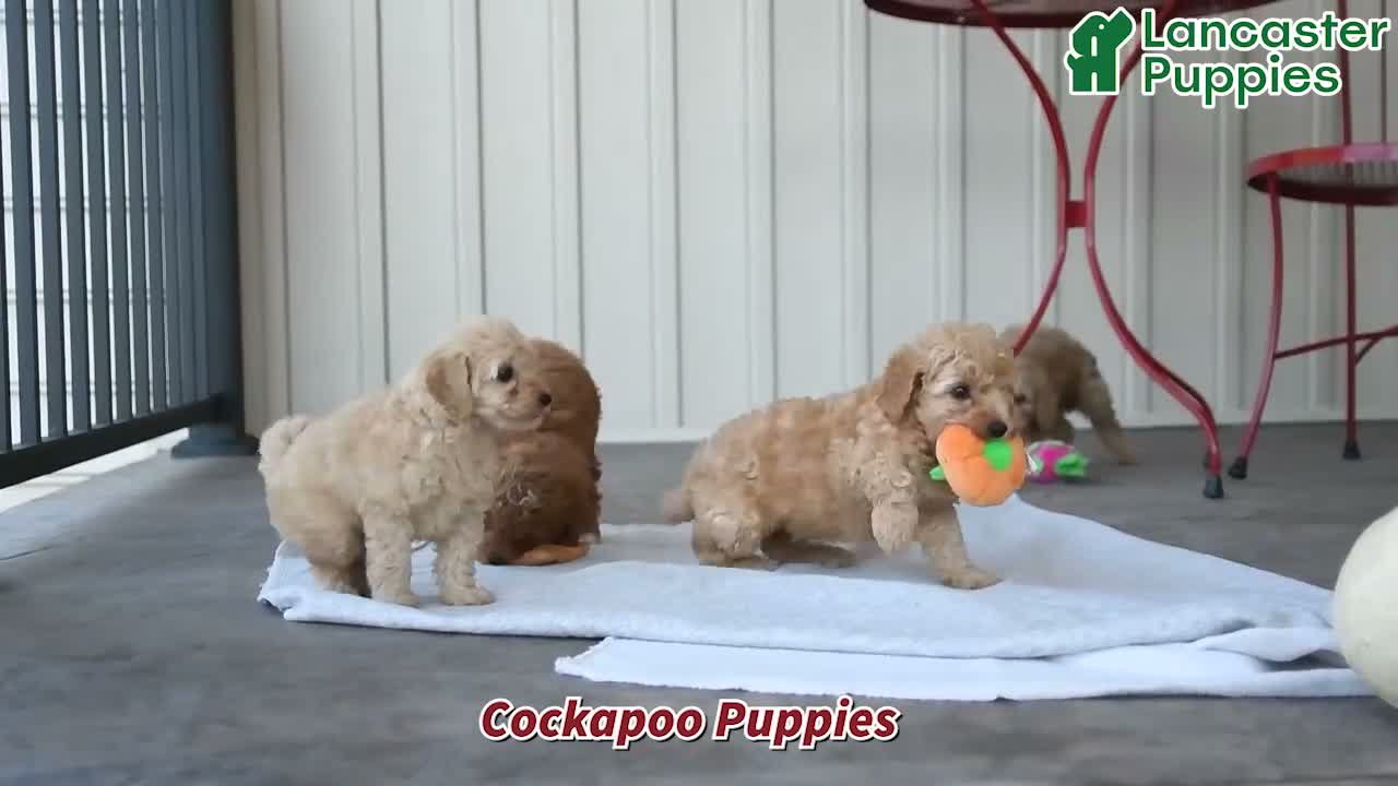 Cockapoo dogs for sale: Redmond - Video 1