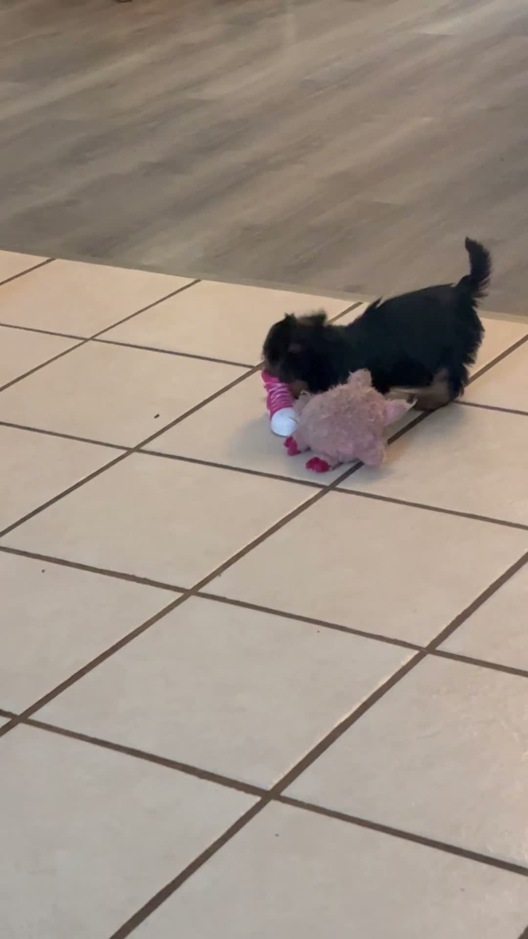 Mixed Breed dogs for sale: Maxi  - Video 1