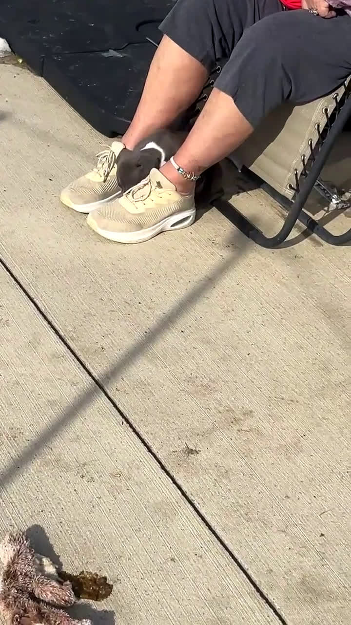 American Pit Bull Terrier dogs for sale: American Pit Bull Terrier Puppy 1 - Video 1