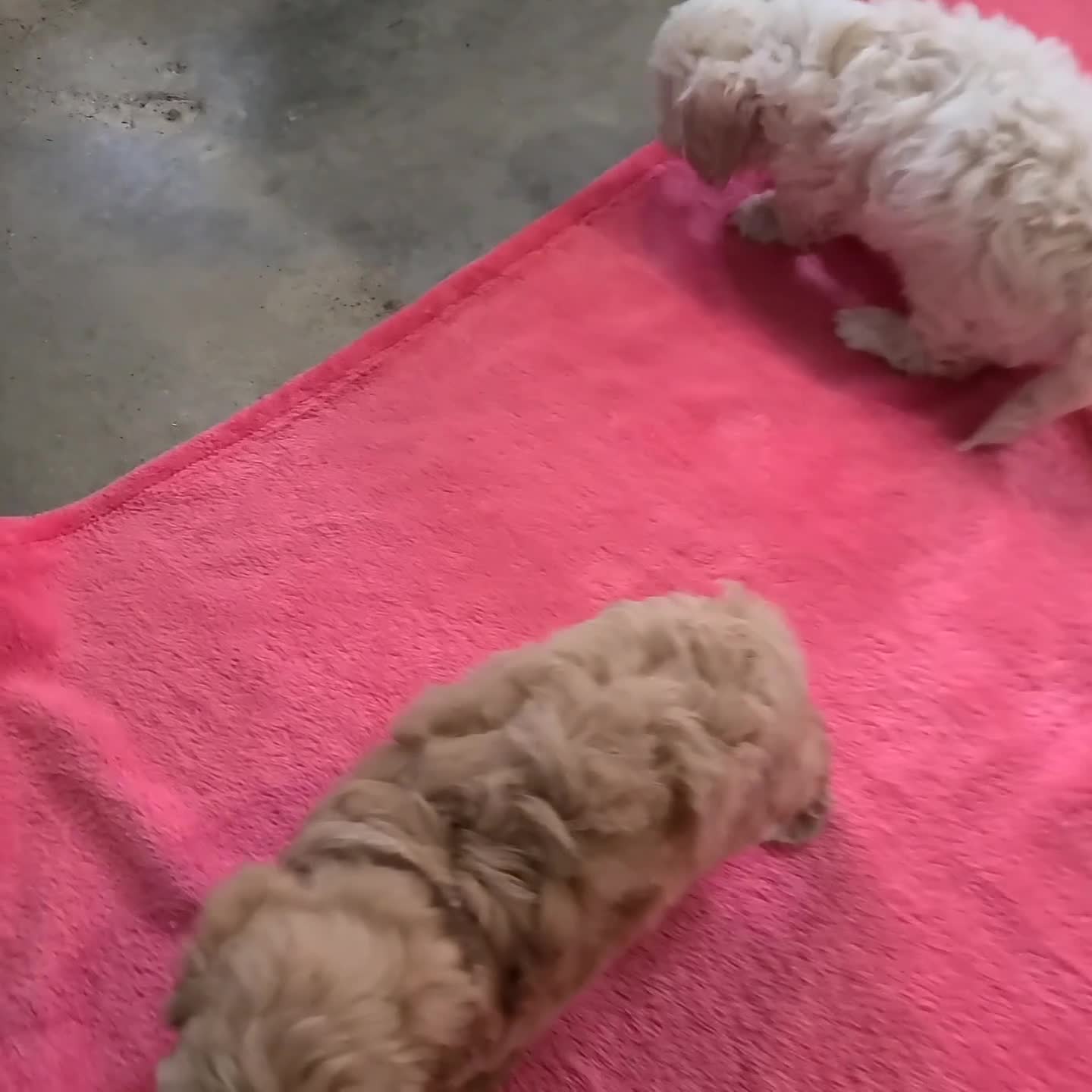 Maltipoo dogs for sale: Will - Video 1