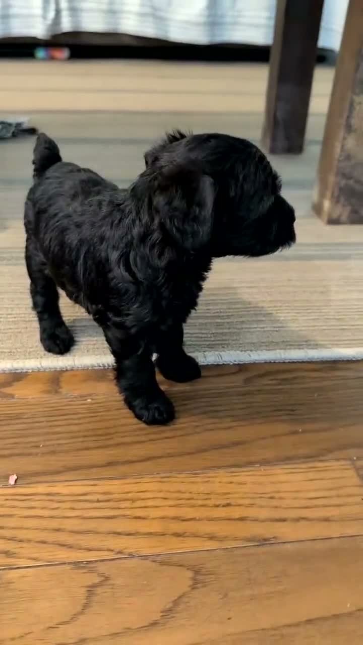 Schnoodle dogs for sale: Raven - Video 1