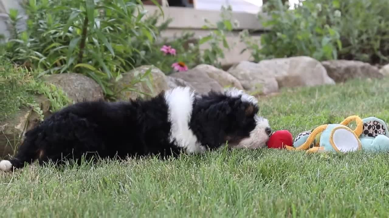Mini Bernedoodle dogs for sale: Annie - Video 1
