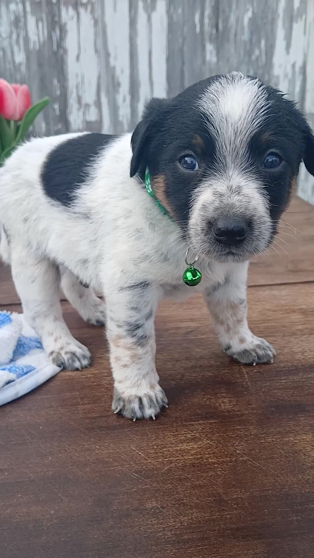 Australian Cattle Dog dogs for sale: Australian Cattle Dog Puppy 4 Bish - Video 1