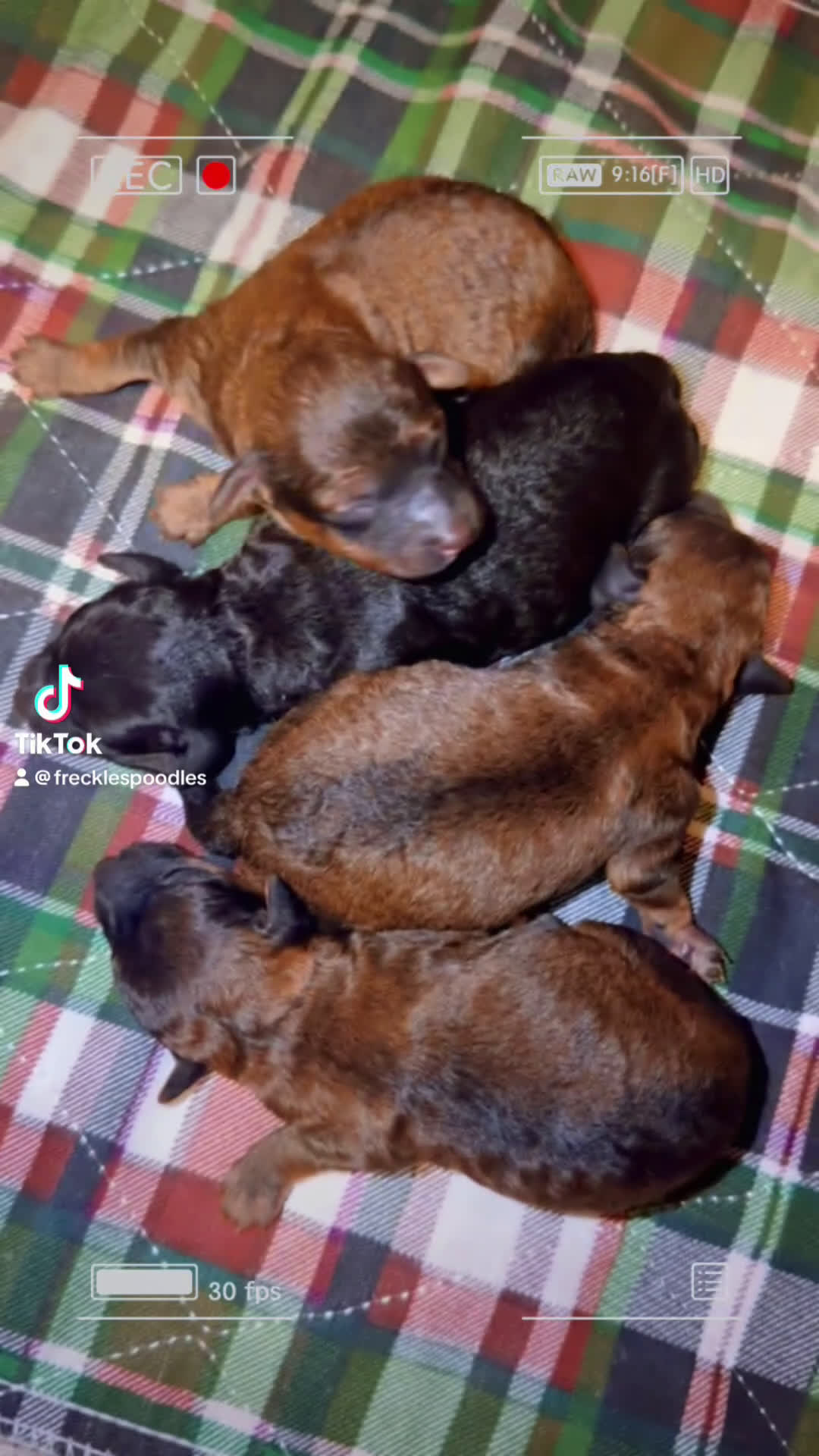 Toy Poodle dogs for sale: Milan  - Video 2