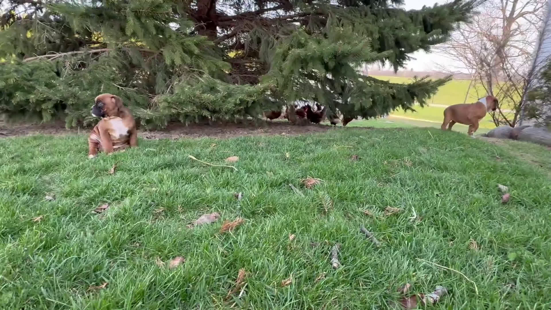 Boxer dogs for sale: Daisy  - Video 1