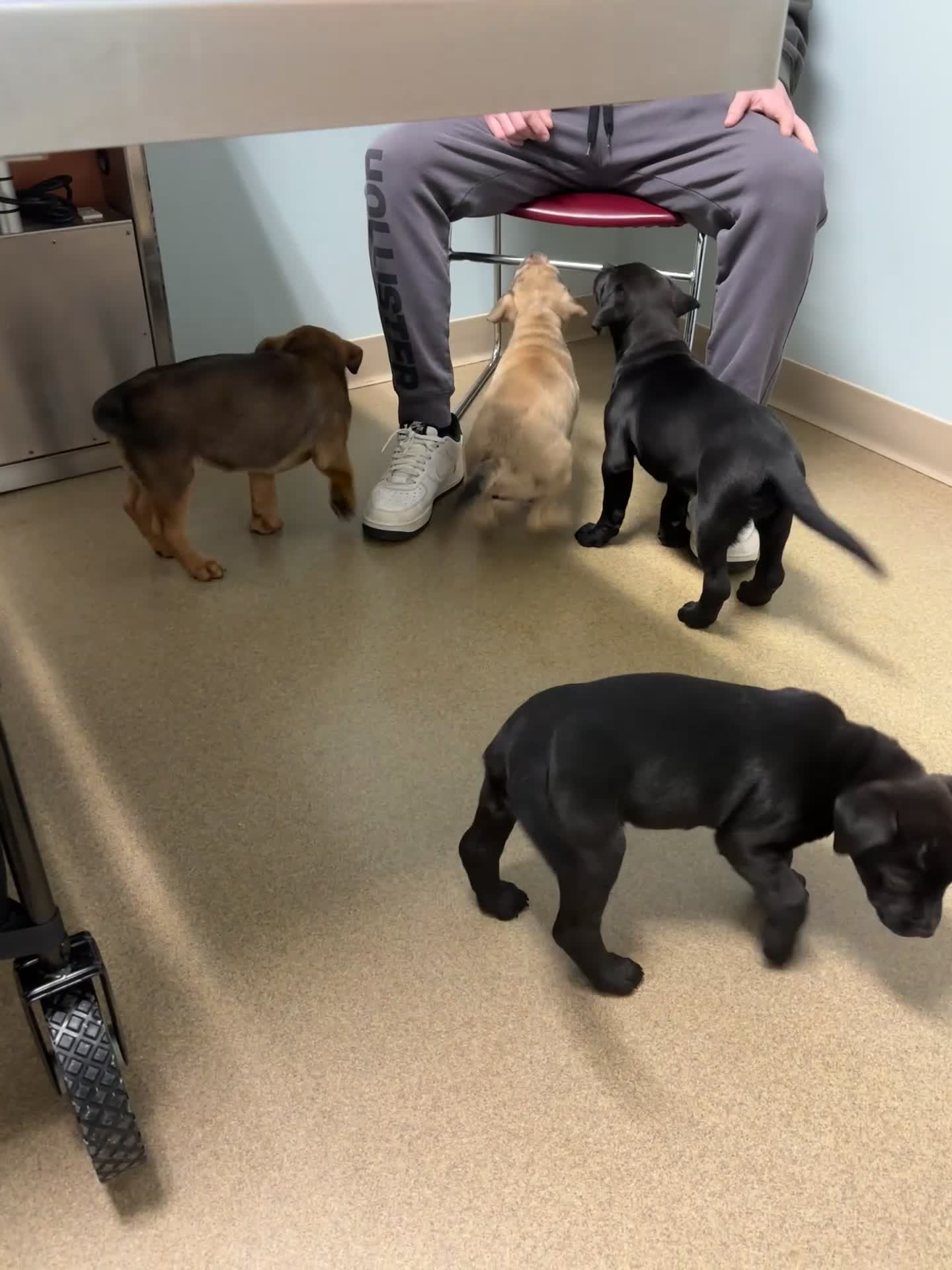 Mixed Breed dogs for sale: London - Video 4